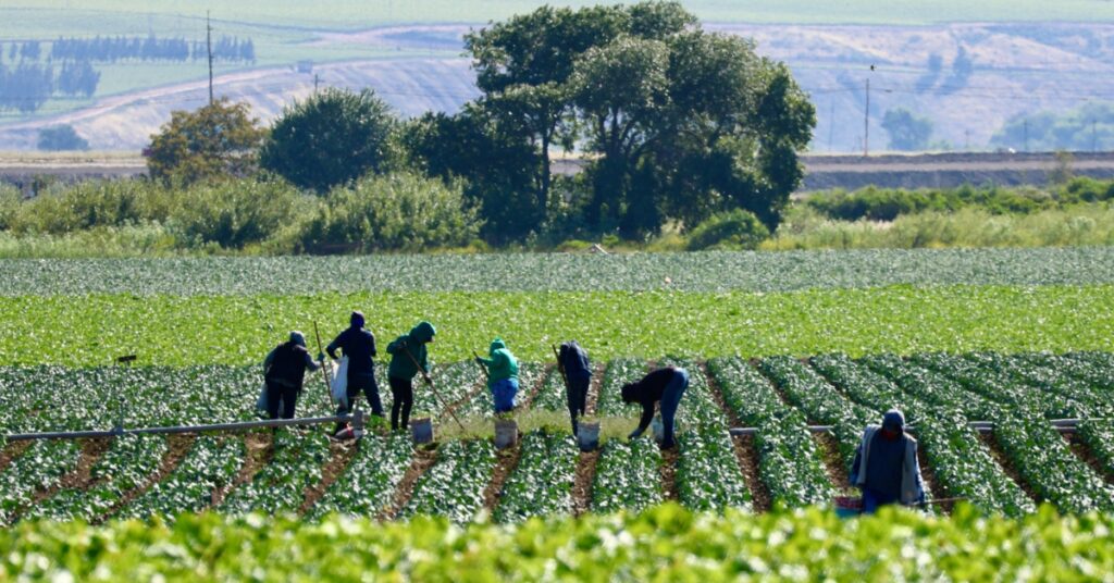 Farm workers harvest crops in long green fields with rolling hills and trees in the background.