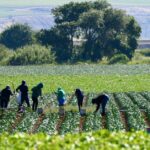 Farm workers harvest crops in long green fields with rolling hills and trees in the background.